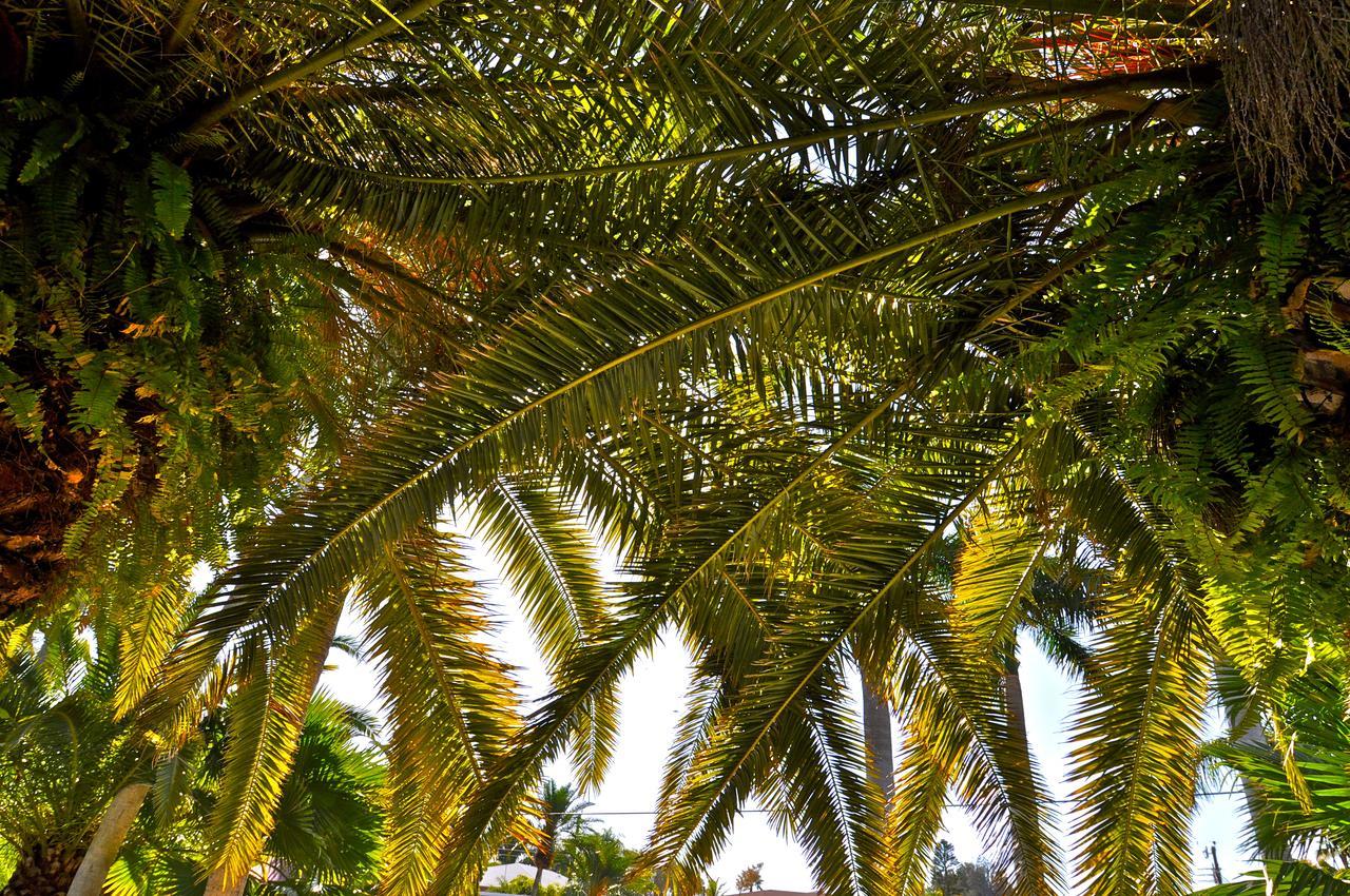 فندق Twin Palms At Siesta سيستا كي المظهر الخارجي الصورة
